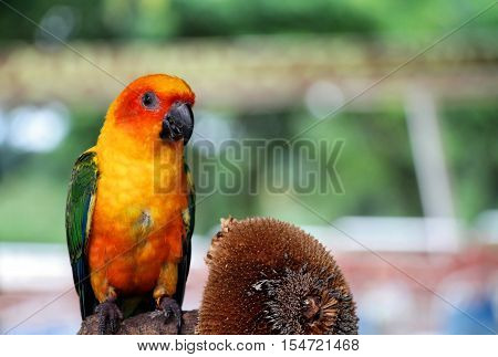 Sun Conure red orange yellow green and blue color parrot standing on tree branch near sunflower seeds.