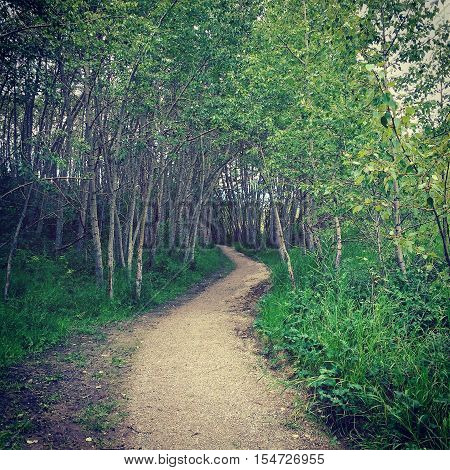 Bright lush green forest trees and foliage along gravel path through woods in summer with sky in background through tall trees. Branches with bright green leaves.