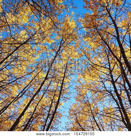 Bright blue sky through tall trees in autumn.  Instagram effects
