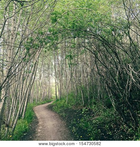 Enchanted forest with archway of branches along forest pathway. Instagram effects.