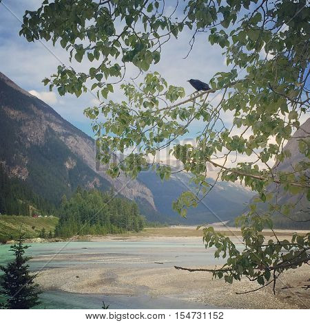 Bird on tree branch with mountains, river and sky in background.