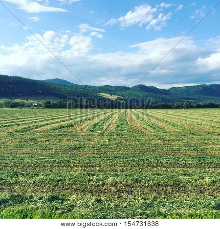 Farm field in summer with mountains and trees in background.  Blue sky with white clouds.