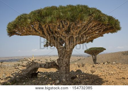 Dragon Blood Tree, Dracaena Cinnabari