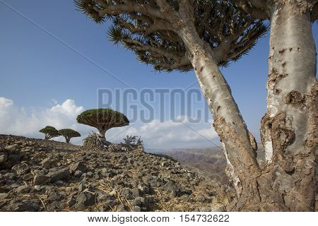 Dragon Blood Tree, Dracaena Cinnabari