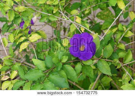 Close up flower purple Thunbergia erecta (Benth.) Anderson ACANTHACEAE Bush Clock Vine