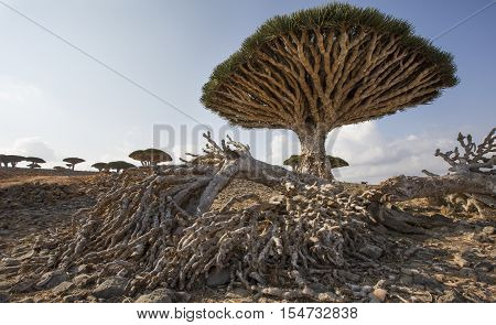 Dragon Blood Tree, Dracaena Cinnabari