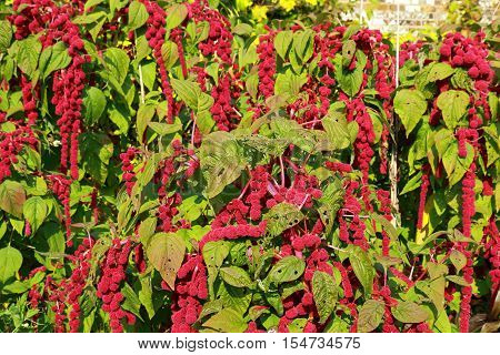 A beautiful flower Amaranthus Caudatus also known as Love lies bleeding