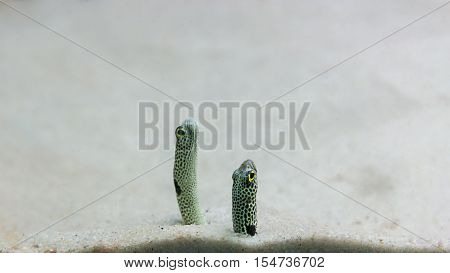 The eel's head in the sand in a small aquarium.