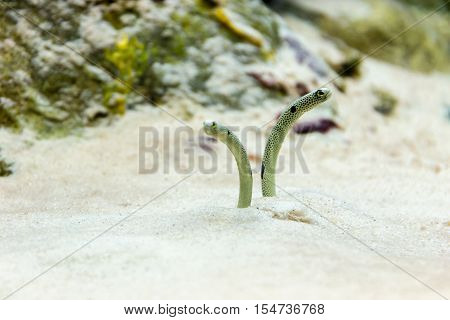 The eel's head in the sand in a small aquarium.