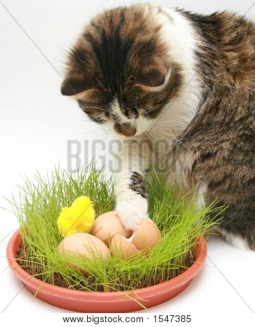 Gato curioso