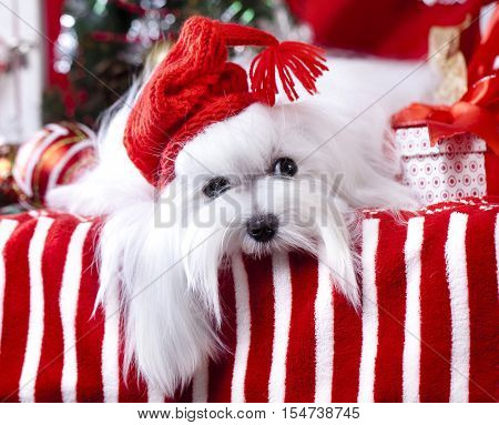 Christmas dog gnome in a red cap