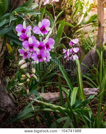 Vanda orchid, violet orchid, macro orchid, closeup orchids, orchid with pollens. Orchids in greenhouse