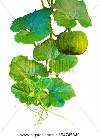 Pumpkins. Pumpkins isolated on white background. yellow pumpkin vegetable with green leaves. Pumpkins isolated