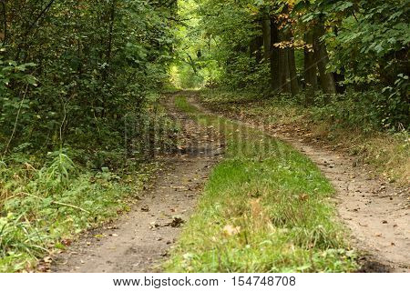 The photo shows a dirt forest road. It leads through a deciduous forest. It's summer, the trees are green leaves.