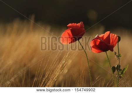 Golden hour lighting up the poppies and golden wheat field