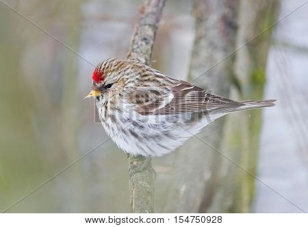 bird male Redpolls sitting in the Park on a branch
