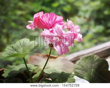 Heranium Bloomung Pink Flowers Close Up Outdoors