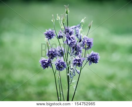 Blue Flower Of European Columbine. Aquilegia Vulgaris. Close Up.