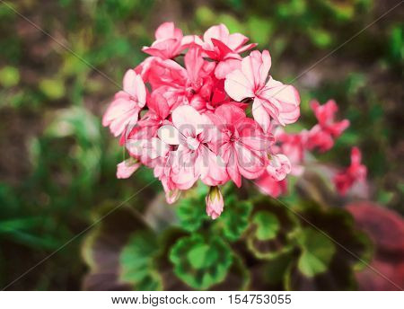 Heranium bloomung pink flowers close up outdoors