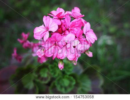 Heranium bloomung pink flowers close up outdoors
