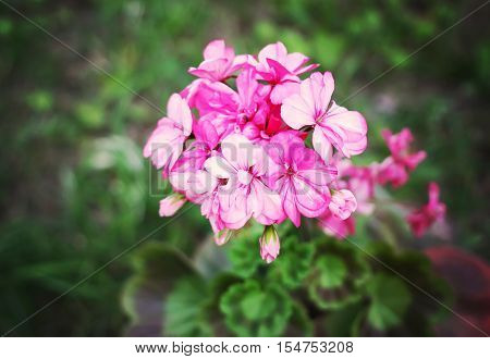 Heranium Bloomung Pink Flowers Close Up Outdoors