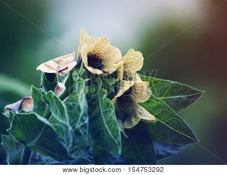 Black Henbane Hyoscyamus niger flowers. Vintage toned image.