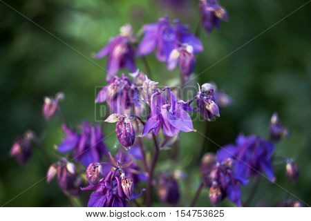 Blue flower of European columbine. Aquilegia vulgaris. Close up.