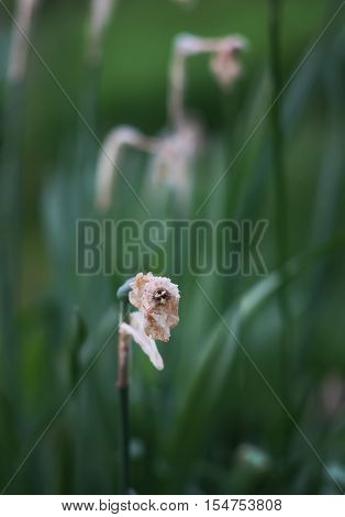 Yellow narcissus dry flower in the spring garden