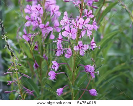 Blooming sally flowers. Epilobium angustifolium Epilobium flower Purple Alpine Fireweed.