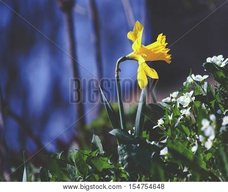 Yellow narcissus flower in the spring garden
