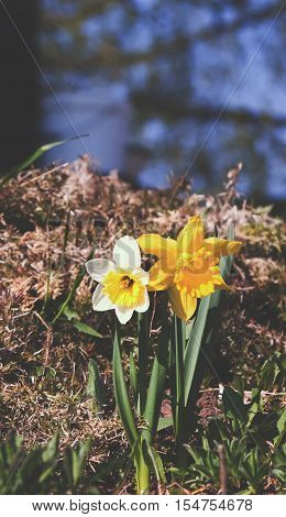 Yellow narcissus flower in the spring garden