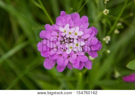 Small purple flower Iberis umbellate in summer