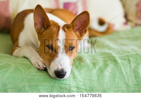 Indoor portrait of basenji dog lying at the bed and waiting for the master.