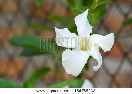 White Rose Dipladenia to decorate home garden.