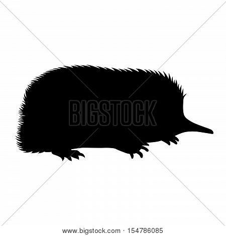 Spiny anteater ( shade picture ) on white