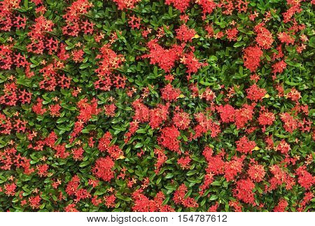 Red spike flowers (Ixora) field.Screen cover background