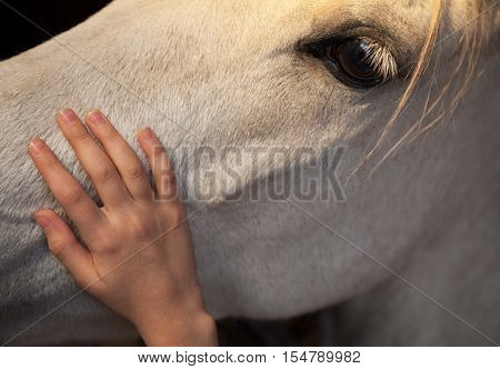 Little girl patting a white horse by gently caressing his head with palm of her hand.