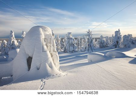 Sunny winter landscape with frozen snowy trees. Pyha-Luosto National Park, Lapland, Finland.