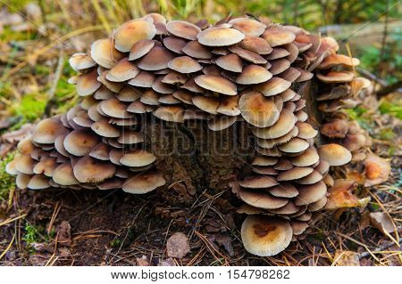 Honey fungus (Armillaria mellea) mushroom in a forest