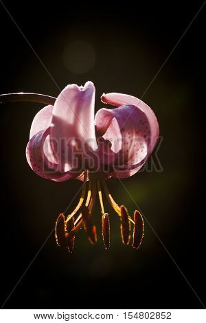 a purple colored martagon lily against a dark background