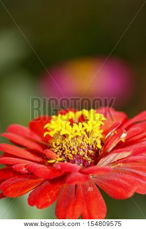 Red zinnia has purple with zinnia in background