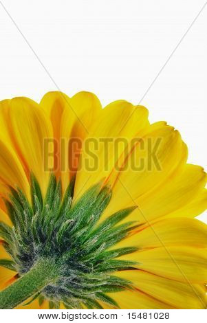 노란 gerbera