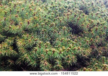 Branches of juniper the evergreen coniferous plant with needle-like leaves.