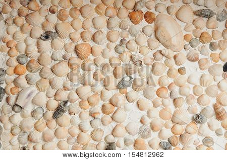beautiful background with lot cockleshells arranged in a row