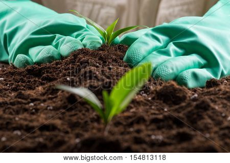 Sprout In Ground