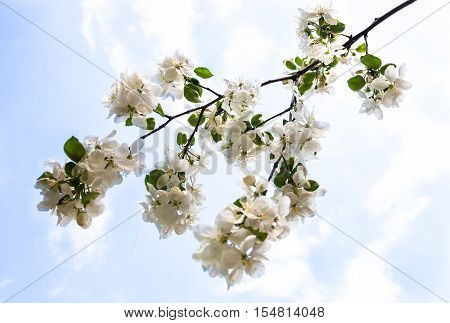 Blooming branch of the apple tree against the blue sky background.