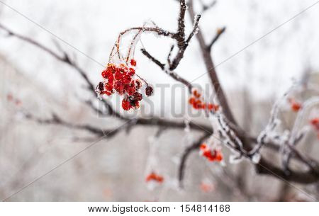 Red rowan fruit covered with hoarfrost. Close up.
