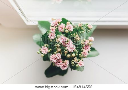 pink flower stand on white window sill