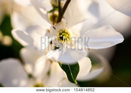 Close up of the pear tree flowers.