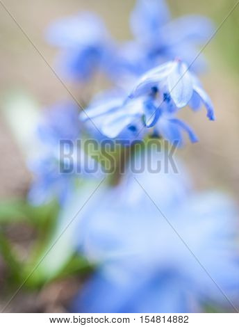 Blue Scilla flowers blooming in early spring. Close up.